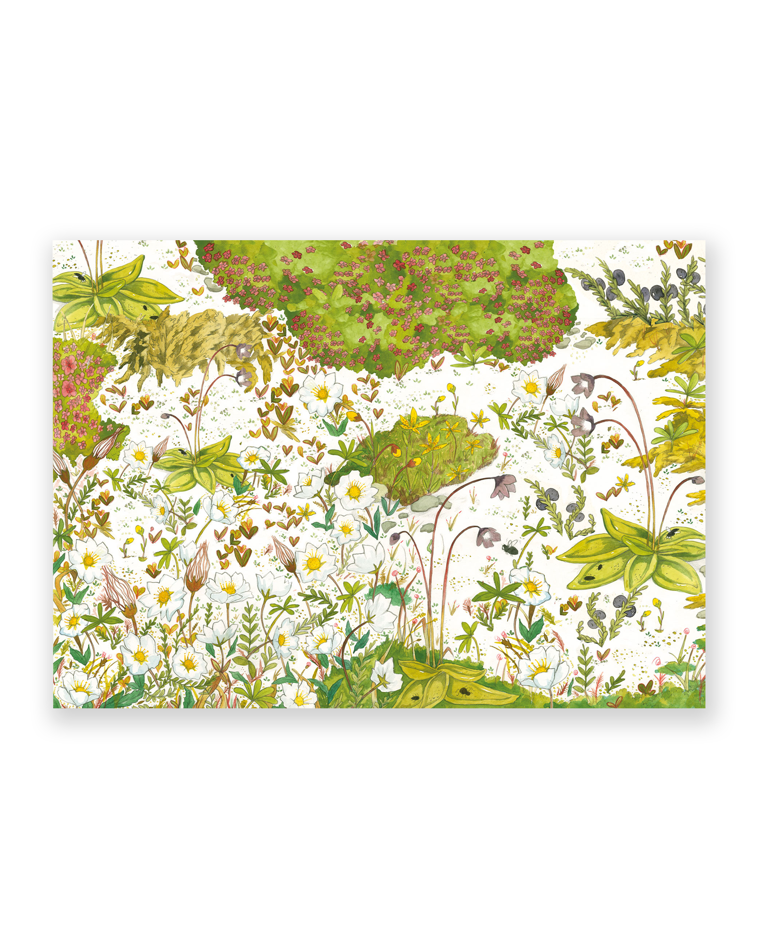 Linda Ólafsdóttir Flóra Postcard