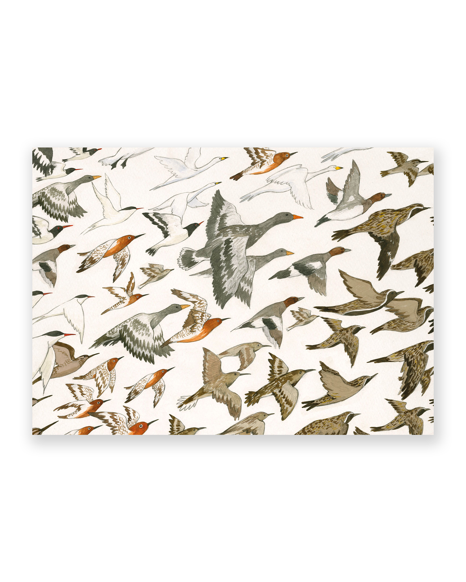 Linda Ólafsdóttir Fuglar Postcard