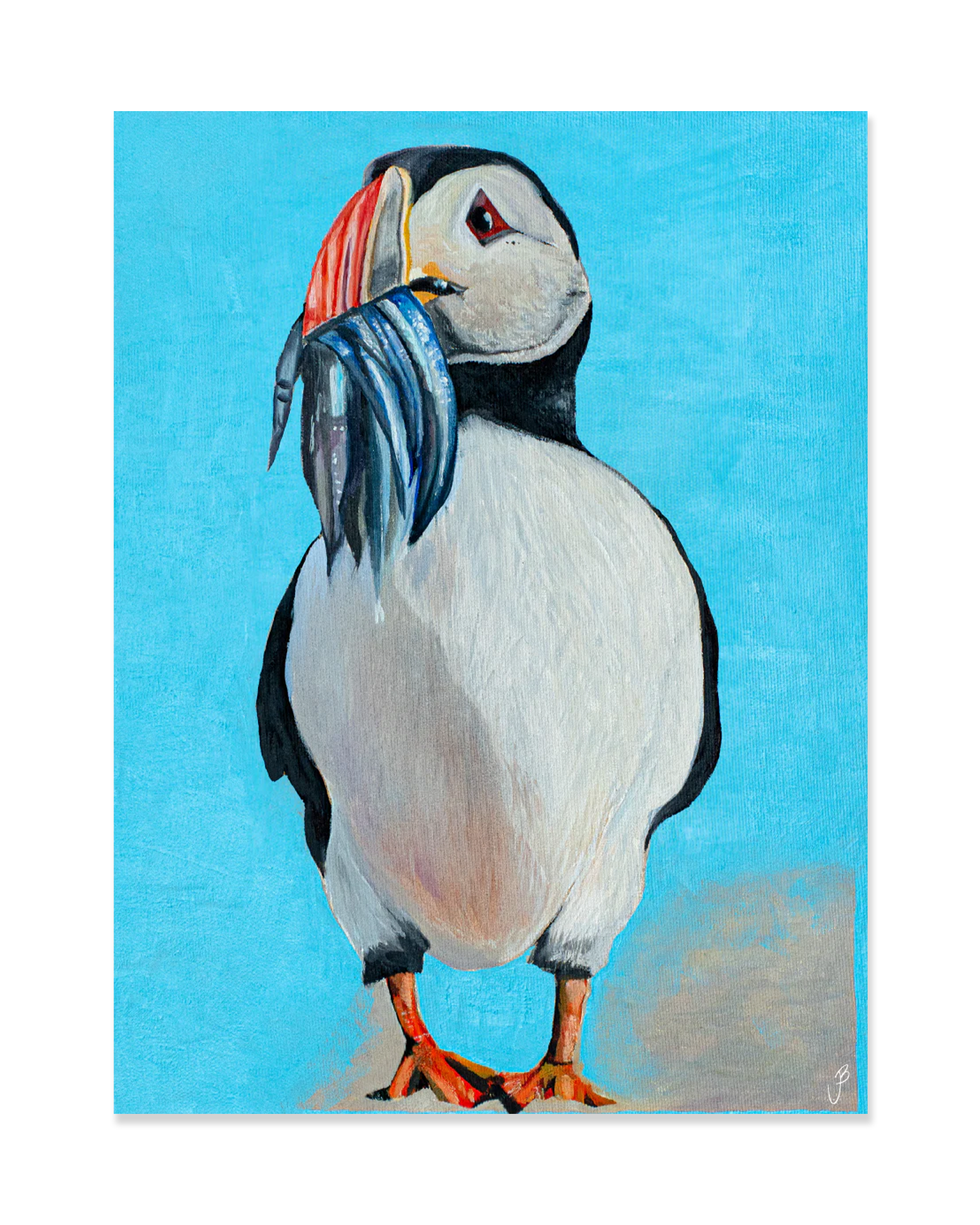 Jói Björgvins Puffin Postcard